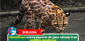 Bolivia: Identifican nueva especie de gato salvaje tras análisis genéticos
