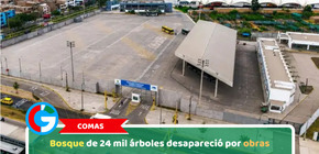 Comas: Bosque de 24 mil árboles desapareció por obras