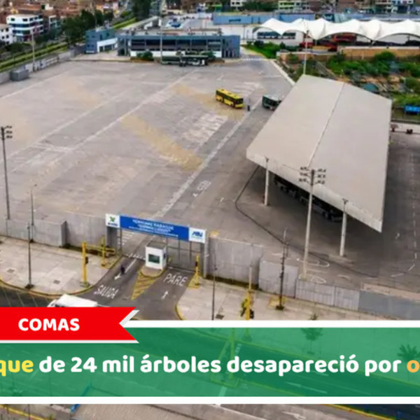 Comas: Bosque de 24 mil árboles desapareció por obras
