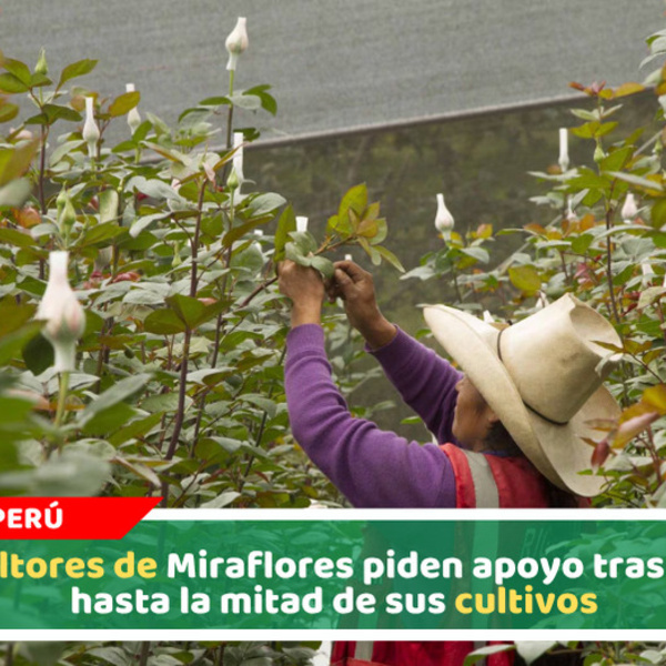 Floricultores de Miraflores piden apoyo tras perder hasta la mitad de sus cultivos