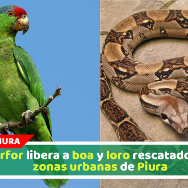 Serfor libera a boa y loro rescatados en zonas urbanas de Piura