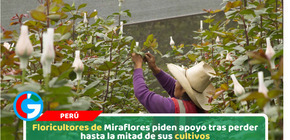 Floricultores de Miraflores piden apoyo tras perder hasta la mitad de sus cultivos