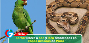 Serfor libera a boa y loro rescatados en zonas urbanas de Piura
