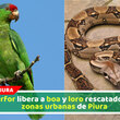 Serfor libera a boa y loro rescatados en zonas urbanas de Piura