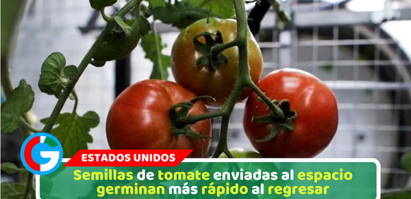 Semillas de tomate enviadas al espacio germinan más rápido al regresar