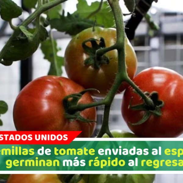 Semillas de tomate enviadas al espacio germinan más rápido al regresar