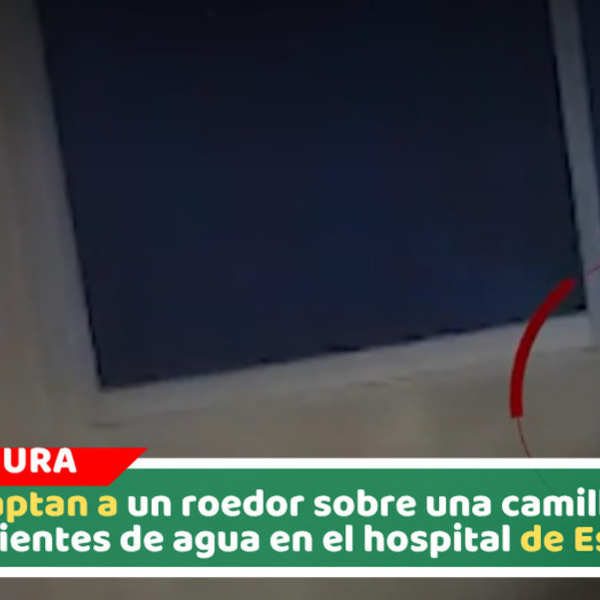 Captan a un roedor sobre una camilla y recipientes de agua en el hospital de EsSalud
