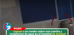Captan a un roedor sobre una camilla y recipientes de agua en el hospital de EsSalud