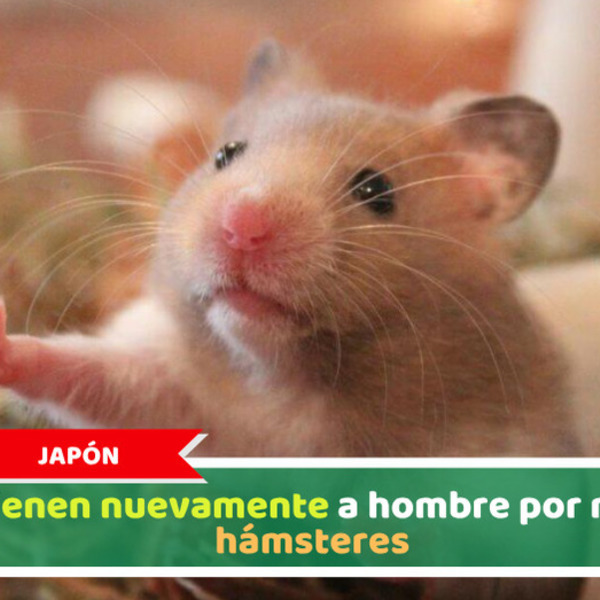 Japón: Detienen nuevamente a hombre por matar hámsteres